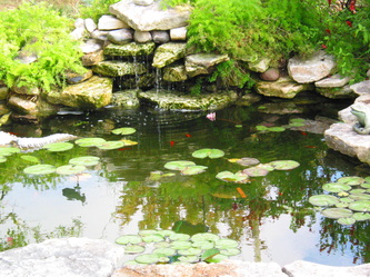 Beautiful Coy Fish natural stone pond with waterfall 